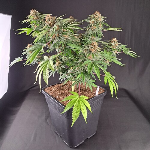 Growreport Bild 23
