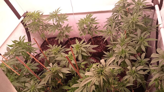 Growreport Bild 3