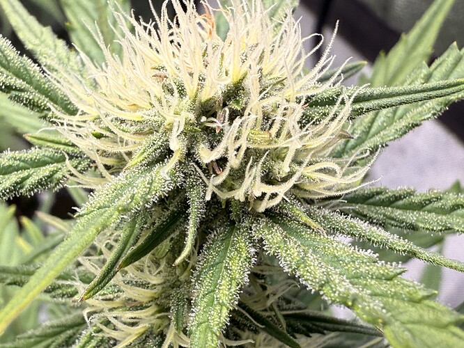 Growreport Bild 1