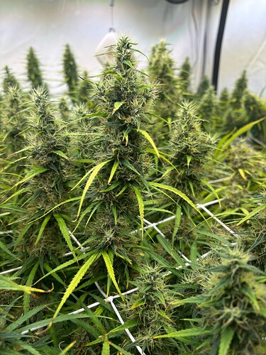 Growreport Bild 5