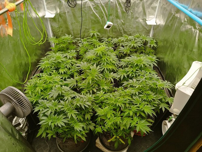Growreport Bild 1