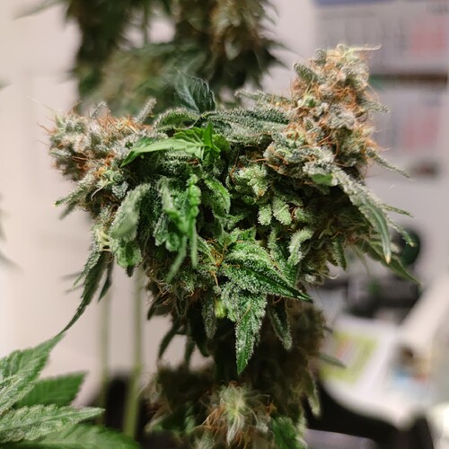 Growreport Bild 6