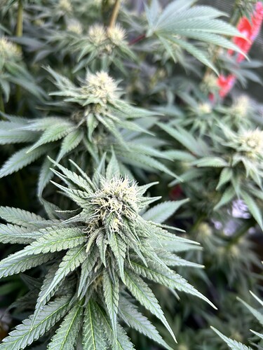 Nahaufnahme einer Cannabis-Pflanze in der frühen Blütephase mit sichtbaren Blütenständen.