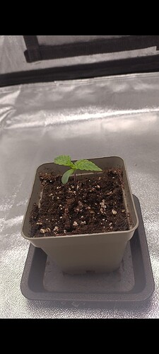 Growreport Bild 3