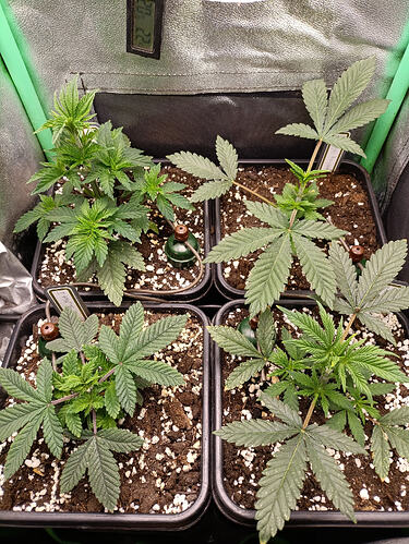 Growreport Bild 1