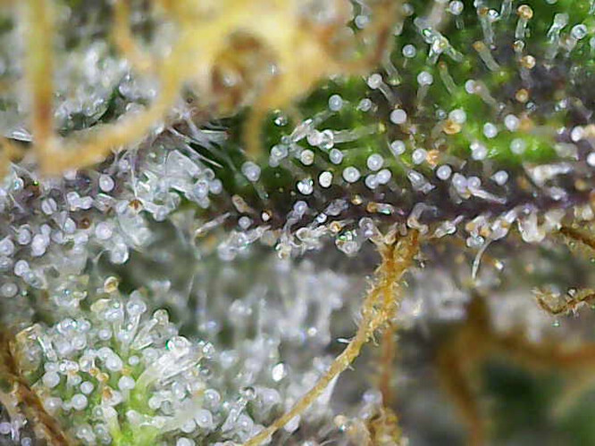 Growreport Bild 4