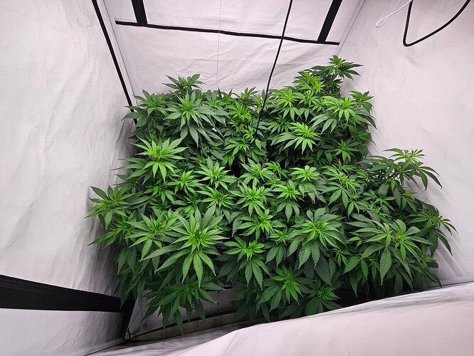 Growreport Bild 4
