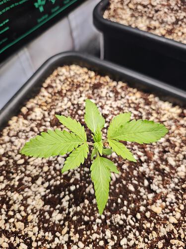 Growreport Bild 9