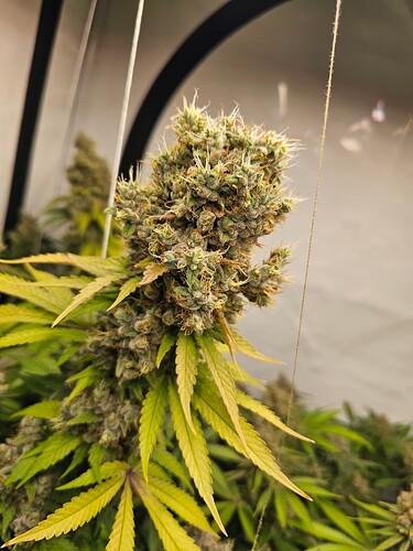 Growreport Bild 2
