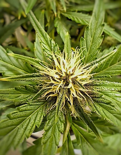 Growreport Bild 6