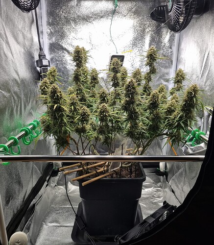Growreport Bild 18