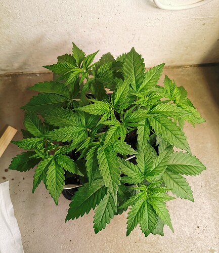 Growreport Bild 3
