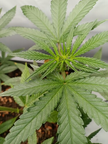 IMG_20240728_181347_830