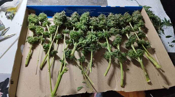 1. Stealthgrow im Caluma Readymade 100 // geerntet