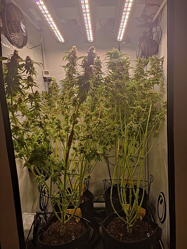 Growreport Bild 39