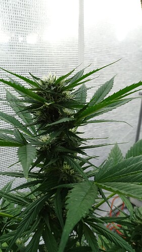 Growreport Bild 2