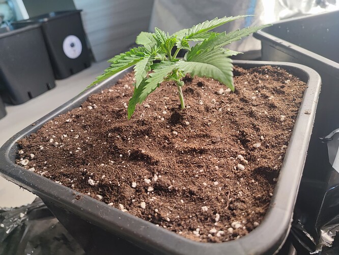 Growreport Bild 4