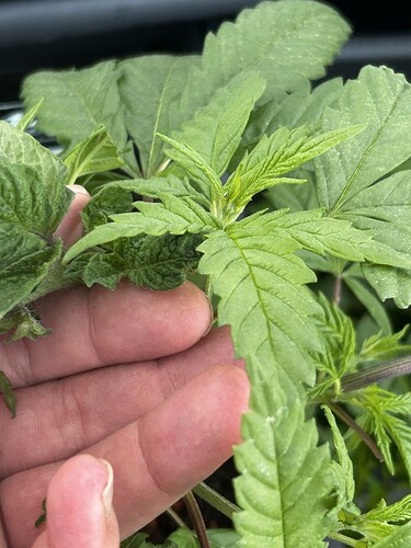 Growreport Bild 38