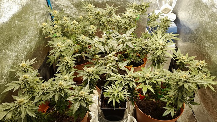 Growreport Bild 1