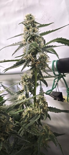 Screenshot_2025-11-05-16-50-33-090_com.miui.gallery