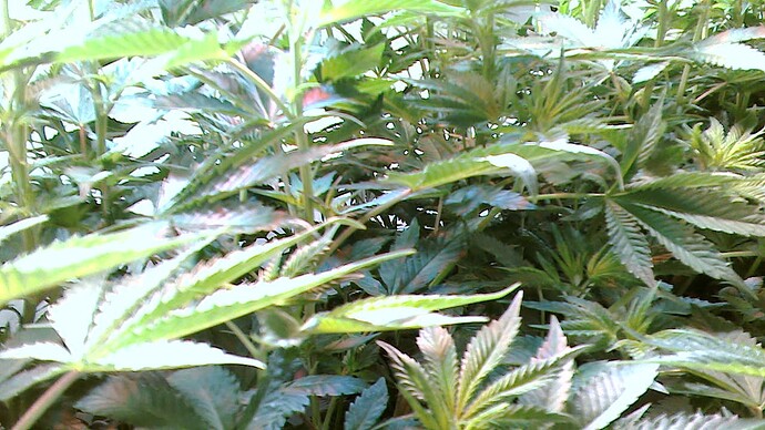 Growreport Bild 3