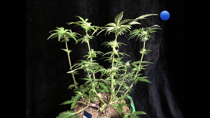 Growreport Bild 6