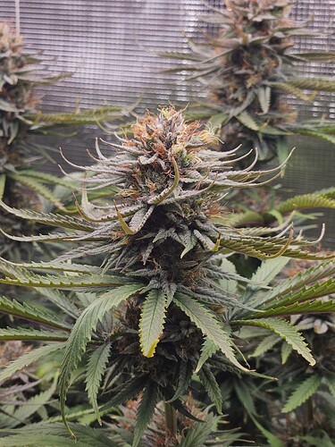 Growreport Bild 35