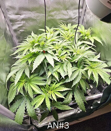 Growreport Bild 3