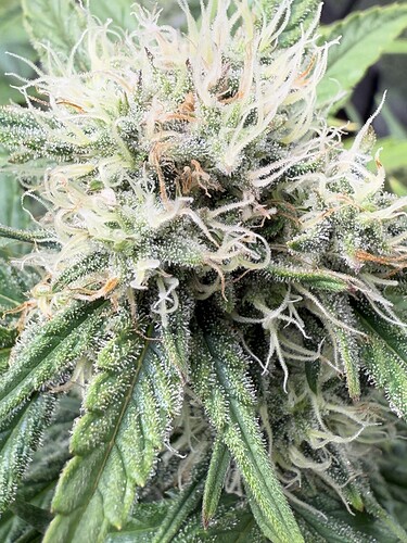 Growreport Bild 10