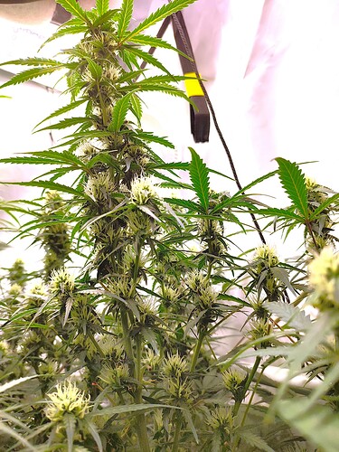 Growreport Bild 11