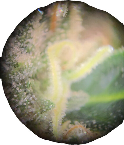 Nahaufnahme durch eine Lupe auf die Trichome einer Cannabisblüte.