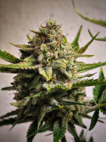 Growreport Bild 11