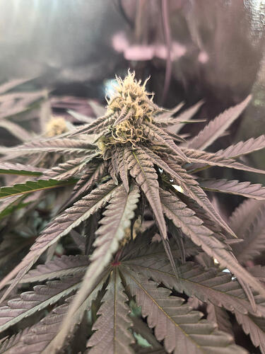 Nahaufnahme einer Cannabis-Blüte in der Blütephase mit violetten Blättern und weißen Stigmen.
