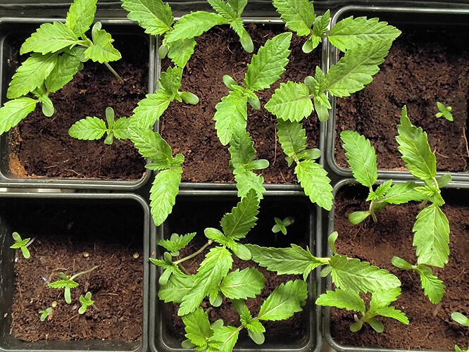 Growreport Bild 5
