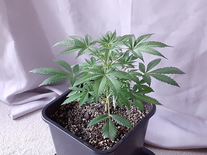Growreport Bild 112