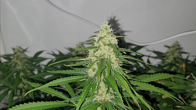 Screenshot_20240504_102916_Video Player