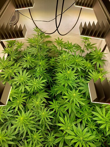 Growreport Bild 7