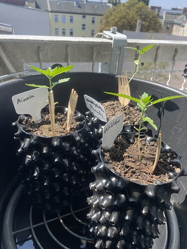 Growreport Bild 19