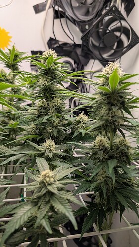 Growreport Bild 20
