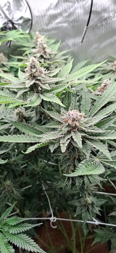 Growreport Bild 4