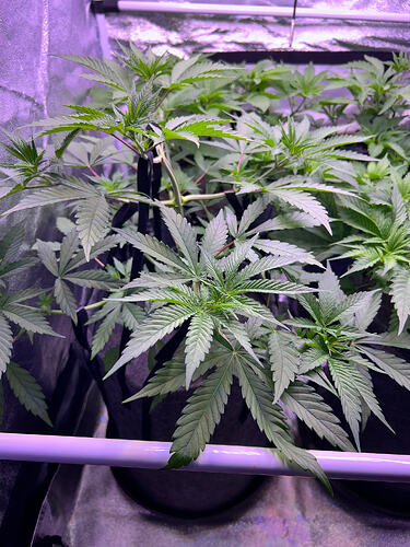 Mehrere Cannabis-Pflanzen in einem Growzelt unter LED-Beleuchtung in der Wachstumsphase.