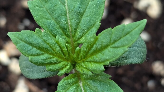 PXL_20240704_083357668