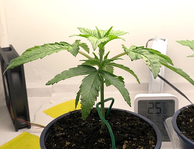 Growreport Bild 13