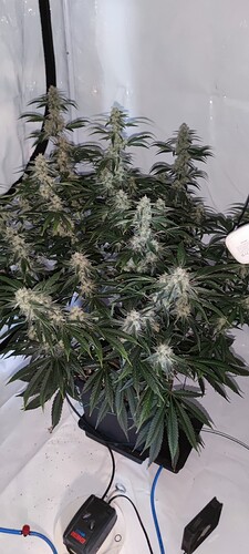 IMG_20250619_131013