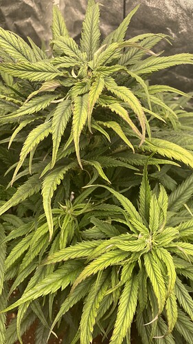 Nahaufnahme einer Cannabis-Pflanze in der frühen Blütephase mit hellgrünen Blättern und beginnender Blütenbildung.