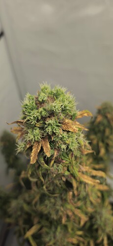 Growreport Bild 8