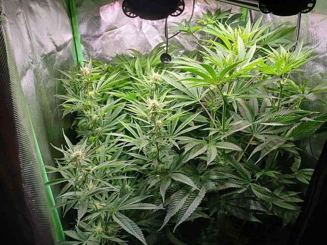 Growreport Bild 2