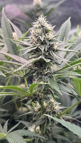 Growreport Bild 20