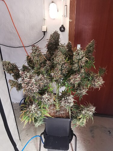 Growreport Bild 2
