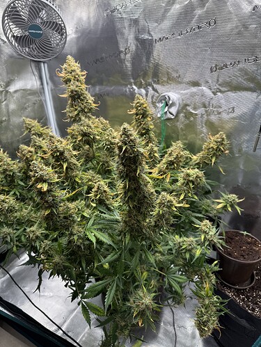 Growreport Bild 33